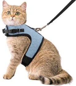 Kattentuigje Met Leiband Riem Kattenharnas Blauw Variant Maat M Kat & Kitten – Dieren Kattenriem – Cat Leash – Halsomvang 20 Tot 26cm – Borstomvang 30 Tot 34cm – Zootic®