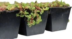 Sedumcassette | Per 5 M2 | Per 5 M2